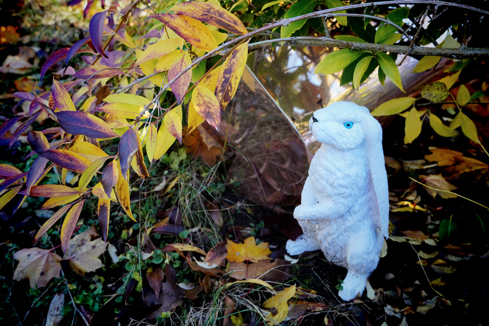 Photo of a plastic rabbit in a garden.