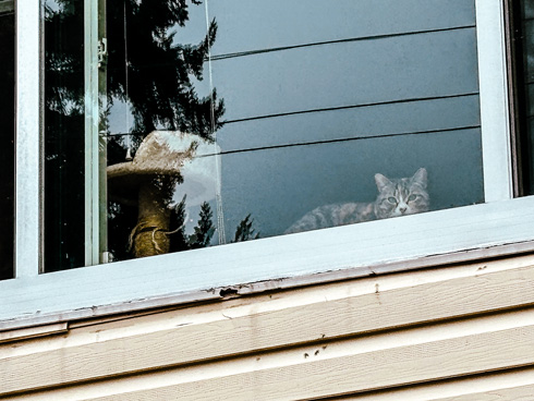 Photo of a cat peeking by the window.