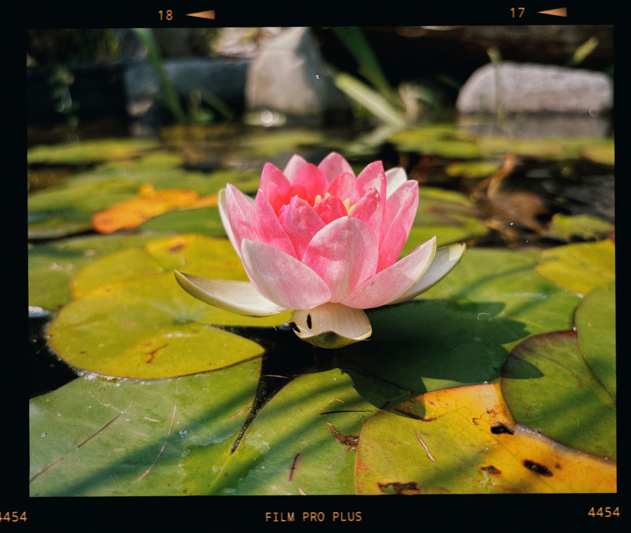 Image of lotus flower from my backyard pond.