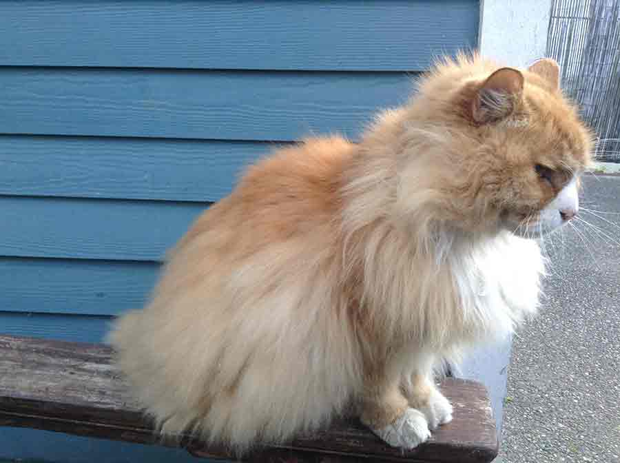 photo of a cat named Aslan.